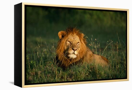 Male Lion Masai Mara National Park Kenya-Mike Hill-Framed Premier Image Canvas