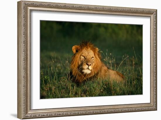 Male Lion Masai Mara National Park Kenya-Mike Hill-Framed Photographic Print