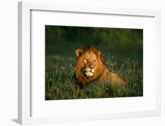 Male Lion Masai Mara National Park Kenya-Mike Hill-Framed Photographic Print