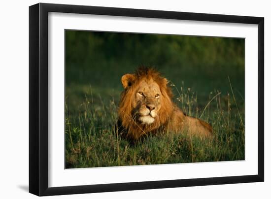 Male Lion Masai Mara National Park Kenya-Mike Hill-Framed Photographic Print