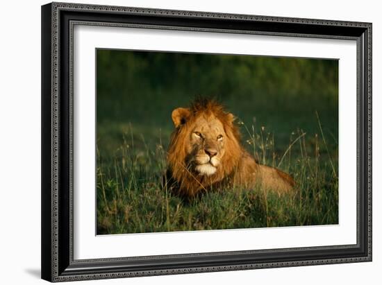 Male Lion Masai Mara National Park Kenya-Mike Hill-Framed Photographic Print