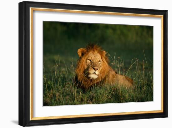 Male Lion Masai Mara National Park Kenya-Mike Hill-Framed Photographic Print