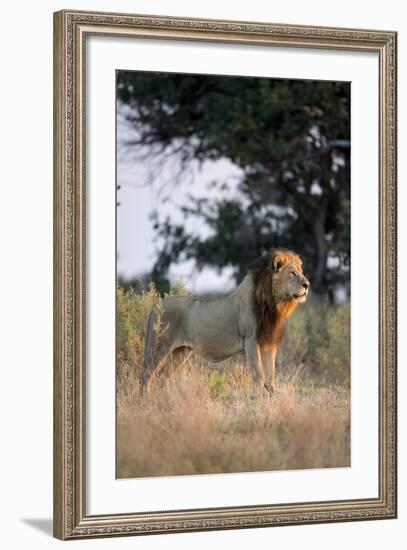 Male Lion, Moremi Game Reserve, Botswana-Paul Souders-Framed Photographic Print