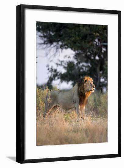 Male Lion, Moremi Game Reserve, Botswana-Paul Souders-Framed Photographic Print