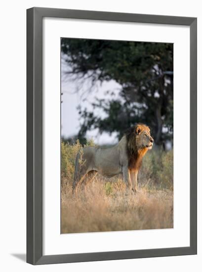 Male Lion, Moremi Game Reserve, Botswana-Paul Souders-Framed Photographic Print