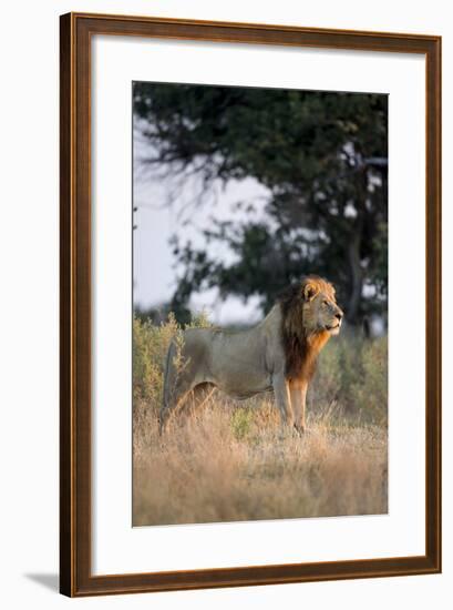 Male Lion, Moremi Game Reserve, Botswana-Paul Souders-Framed Photographic Print