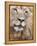 Male Lion (Panthera Leo), Addo National Park, Eastern Cape, South Africa, Africa-Ann & Steve Toon-Framed Premier Image Canvas