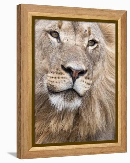 Male Lion (Panthera Leo), Addo National Park, Eastern Cape, South Africa, Africa-Ann & Steve Toon-Framed Premier Image Canvas