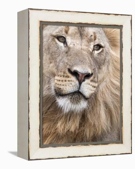 Male Lion (Panthera Leo), Addo National Park, Eastern Cape, South Africa, Africa-Ann & Steve Toon-Framed Premier Image Canvas