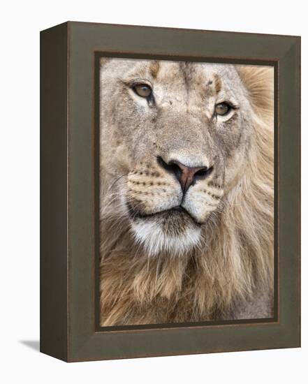 Male Lion (Panthera Leo), Addo National Park, Eastern Cape, South Africa, Africa-Ann & Steve Toon-Framed Premier Image Canvas