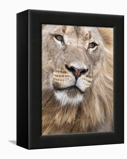 Male Lion (Panthera Leo), Addo National Park, Eastern Cape, South Africa, Africa-Ann & Steve Toon-Framed Premier Image Canvas