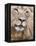 Male Lion (Panthera Leo), Addo National Park, Eastern Cape, South Africa, Africa-Ann & Steve Toon-Framed Premier Image Canvas