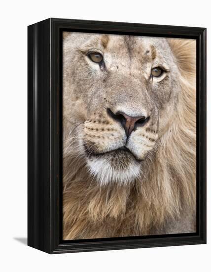 Male Lion (Panthera Leo), Addo National Park, Eastern Cape, South Africa, Africa-Ann & Steve Toon-Framed Premier Image Canvas