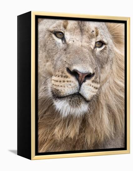 Male Lion (Panthera Leo), Addo National Park, Eastern Cape, South Africa, Africa-Ann & Steve Toon-Framed Premier Image Canvas