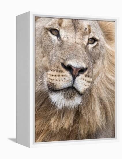 Male Lion (Panthera Leo), Addo National Park, Eastern Cape, South Africa, Africa-Ann & Steve Toon-Framed Premier Image Canvas