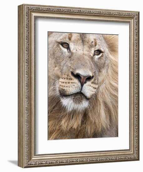 Male Lion (Panthera Leo), Addo National Park, Eastern Cape, South Africa, Africa-Ann & Steve Toon-Framed Photographic Print