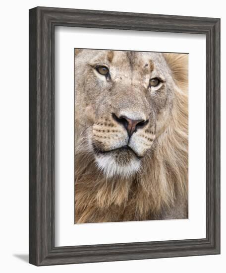 Male Lion (Panthera Leo), Addo National Park, Eastern Cape, South Africa, Africa-Ann & Steve Toon-Framed Photographic Print