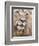 Male Lion (Panthera Leo), Addo National Park, Eastern Cape, South Africa, Africa-Ann & Steve Toon-Framed Photographic Print