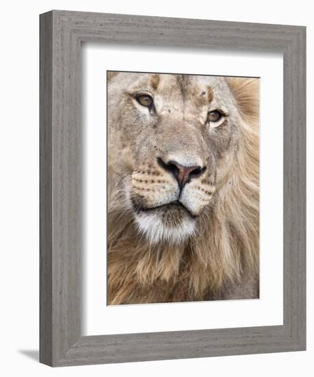 Male Lion (Panthera Leo), Addo National Park, Eastern Cape, South Africa, Africa-Ann & Steve Toon-Framed Photographic Print