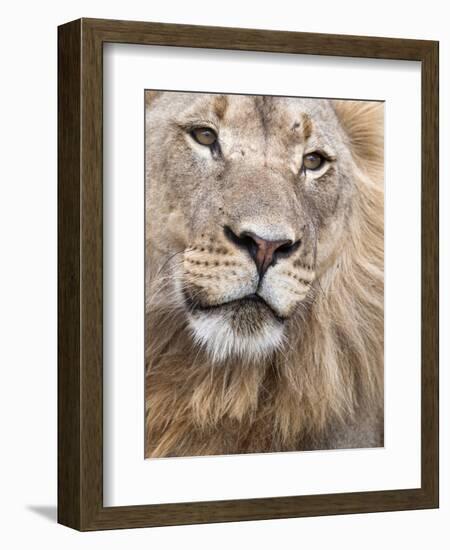 Male Lion (Panthera Leo), Addo National Park, Eastern Cape, South Africa, Africa-Ann & Steve Toon-Framed Photographic Print