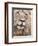 Male Lion (Panthera Leo), Addo National Park, Eastern Cape, South Africa, Africa-Ann & Steve Toon-Framed Photographic Print