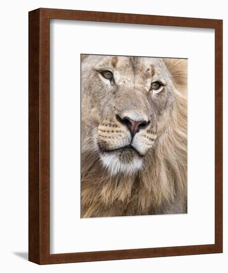 Male Lion (Panthera Leo), Addo National Park, Eastern Cape, South Africa, Africa-Ann & Steve Toon-Framed Photographic Print