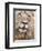 Male Lion (Panthera Leo), Addo National Park, Eastern Cape, South Africa, Africa-Ann & Steve Toon-Framed Photographic Print