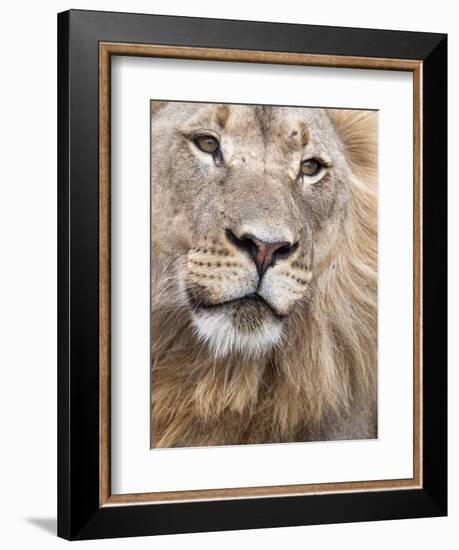 Male Lion (Panthera Leo), Addo National Park, Eastern Cape, South Africa, Africa-Ann & Steve Toon-Framed Photographic Print