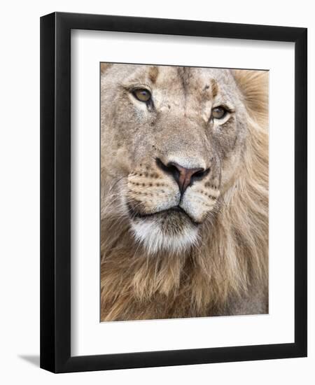 Male Lion (Panthera Leo), Addo National Park, Eastern Cape, South Africa, Africa-Ann & Steve Toon-Framed Photographic Print