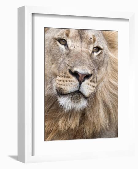 Male Lion (Panthera Leo), Addo National Park, Eastern Cape, South Africa, Africa-Ann & Steve Toon-Framed Photographic Print