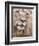 Male Lion (Panthera Leo), Addo National Park, Eastern Cape, South Africa, Africa-Ann & Steve Toon-Framed Photographic Print