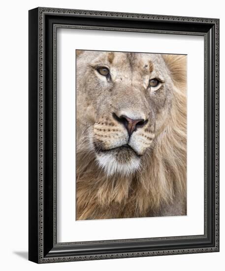 Male Lion (Panthera Leo), Addo National Park, Eastern Cape, South Africa, Africa-Ann & Steve Toon-Framed Photographic Print