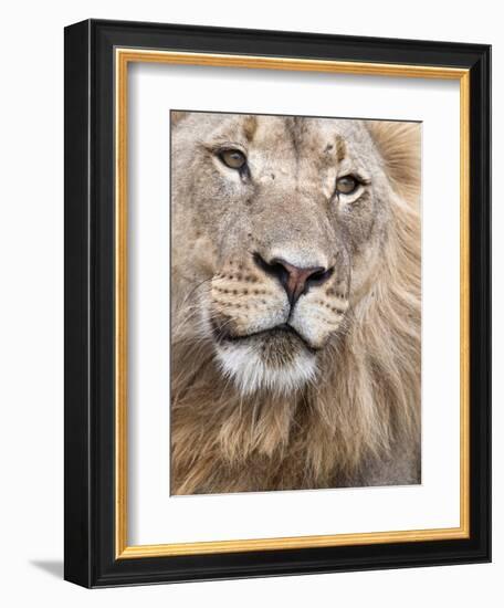 Male Lion (Panthera Leo), Addo National Park, Eastern Cape, South Africa, Africa-Ann & Steve Toon-Framed Photographic Print