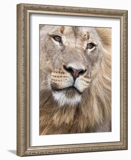 Male Lion (Panthera Leo), Addo National Park, Eastern Cape, South Africa, Africa-Ann & Steve Toon-Framed Photographic Print