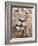 Male Lion (Panthera Leo), Addo National Park, Eastern Cape, South Africa, Africa-Ann & Steve Toon-Framed Photographic Print