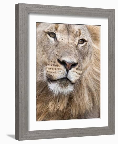 Male Lion (Panthera Leo), Addo National Park, Eastern Cape, South Africa, Africa-Ann & Steve Toon-Framed Photographic Print