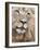 Male Lion (Panthera Leo), Addo National Park, Eastern Cape, South Africa, Africa-Ann & Steve Toon-Framed Photographic Print