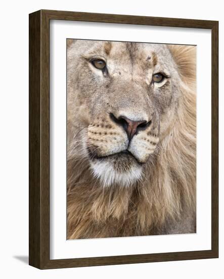 Male Lion (Panthera Leo), Addo National Park, Eastern Cape, South Africa, Africa-Ann & Steve Toon-Framed Photographic Print