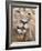 Male Lion (Panthera Leo), Addo National Park, Eastern Cape, South Africa, Africa-Ann & Steve Toon-Framed Photographic Print