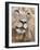 Male Lion (Panthera Leo), Addo National Park, Eastern Cape, South Africa, Africa-Ann & Steve Toon-Framed Photographic Print