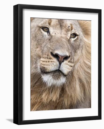 Male Lion (Panthera Leo), Addo National Park, Eastern Cape, South Africa, Africa-Ann & Steve Toon-Framed Photographic Print