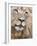 Male Lion (Panthera Leo), Addo National Park, Eastern Cape, South Africa, Africa-Ann & Steve Toon-Framed Photographic Print