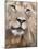 Male Lion (Panthera Leo), Addo National Park, Eastern Cape, South Africa, Africa-Ann & Steve Toon-Mounted Photographic Print