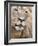 Male Lion (Panthera Leo), Addo National Park, Eastern Cape, South Africa, Africa-Ann & Steve Toon-Framed Photographic Print