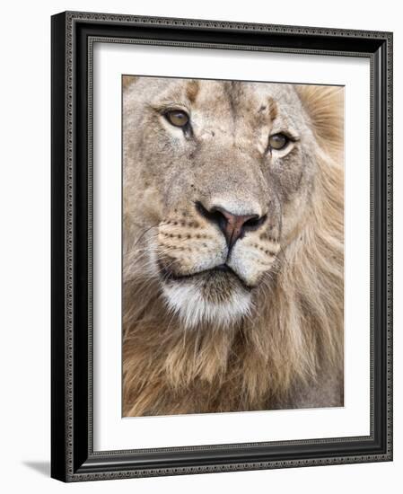 Male Lion (Panthera Leo), Addo National Park, Eastern Cape, South Africa, Africa-Ann & Steve Toon-Framed Photographic Print