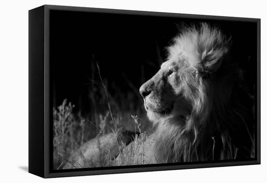 Male Lion (Panthera Leo) , in Infra Red, Masai Mara, Kenya-null-Framed Premier Image Canvas