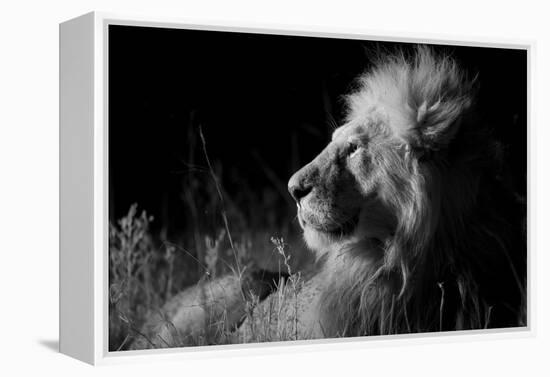 Male Lion (Panthera Leo) , in Infra Red, Masai Mara, Kenya-null-Framed Premier Image Canvas