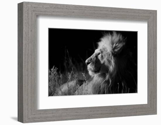 Male Lion (Panthera Leo) , in Infra Red, Masai Mara, Kenya-null-Framed Photographic Print