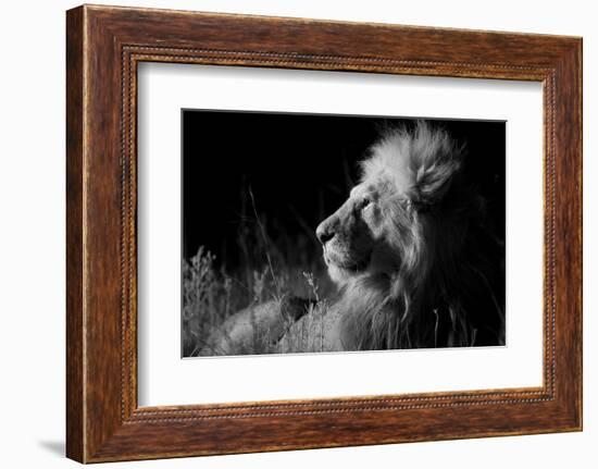 Male Lion (Panthera Leo) , in Infra Red, Masai Mara, Kenya-null-Framed Photographic Print