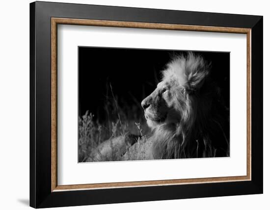 Male Lion (Panthera Leo) , in Infra Red, Masai Mara, Kenya-null-Framed Photographic Print